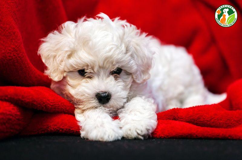Chó Chow Chow với vẻ ngoài giống gấu bông, bộ lông xù và lưỡi màu xanh đen, một trong các loại chó đẹp và độc đáo nhất thế giới